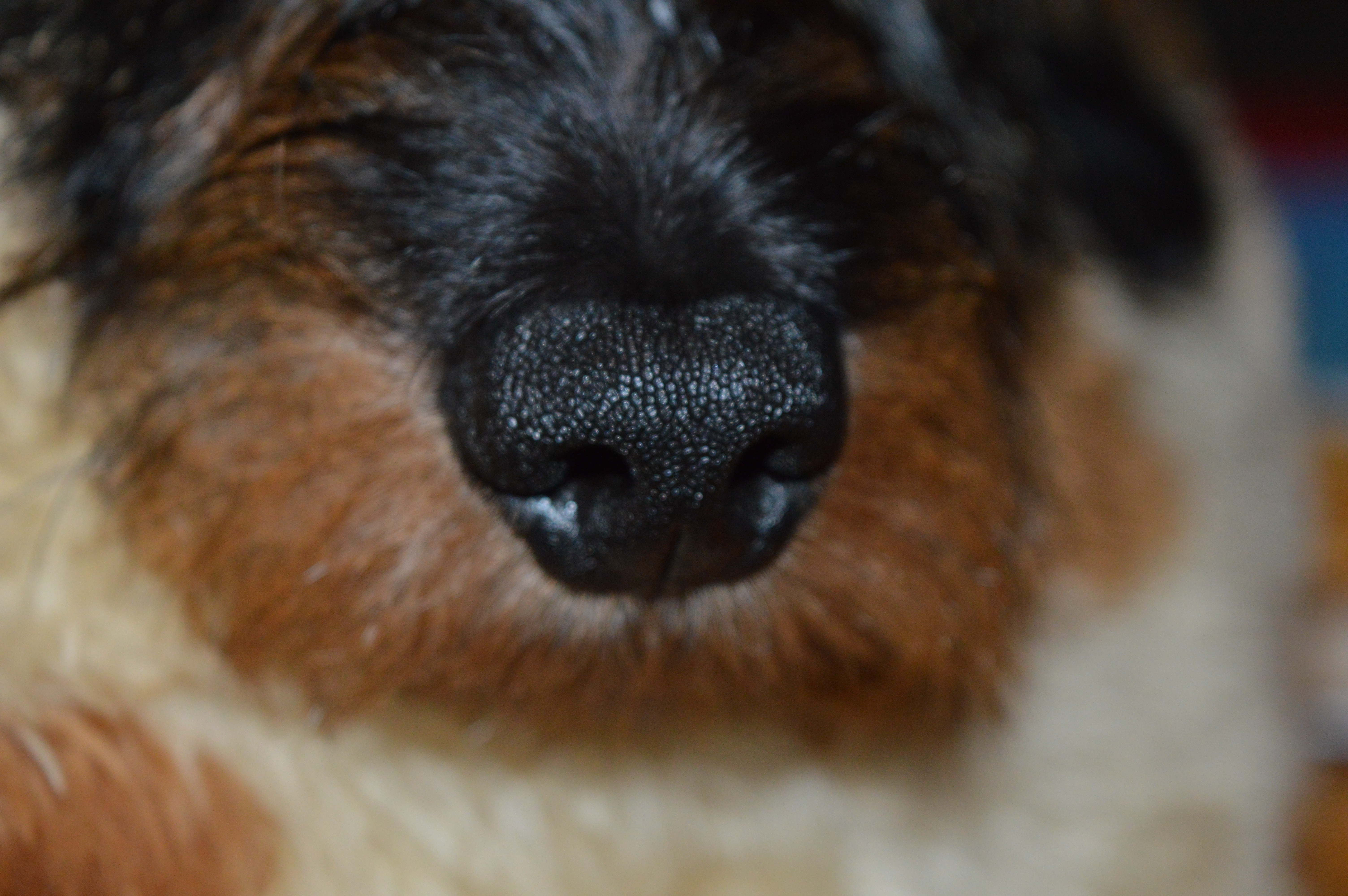 https://browse-tutorials.com/sites/browse-tutorials.com/files/blog-full-images/wirehaired-dachshunds-dog-nose.jpg