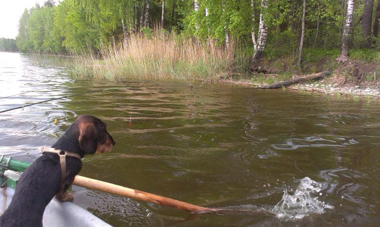 Miniature Wirehaired Dachshund - Fishing On a Boat