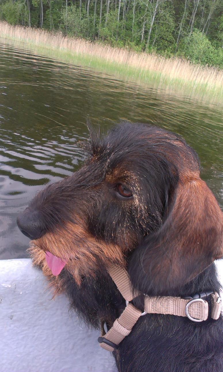 Miniature Wirehaired Dachshund - On a Boat