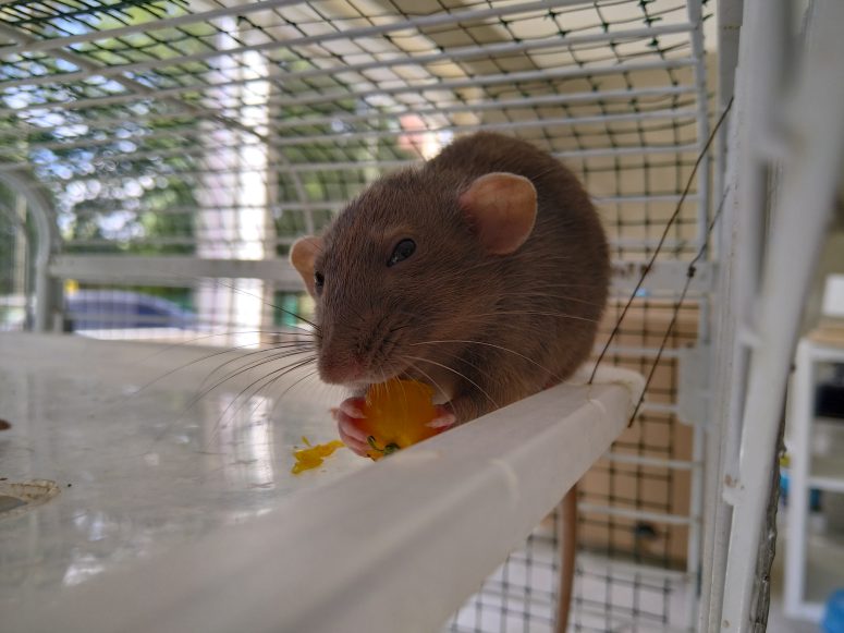 Rat eating a yellow tomato