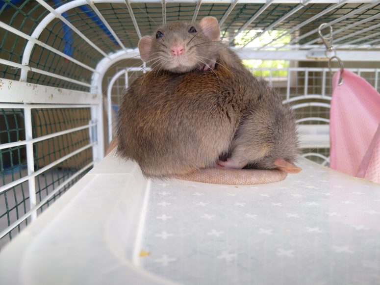 Rats sleeping